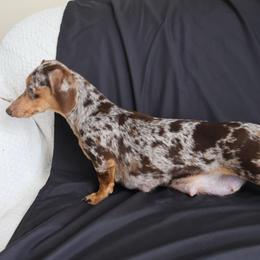 Dapple girl - Dachshund