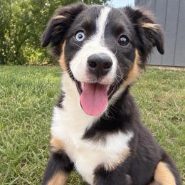 Socks - Black tri female Miniature American Shepherd puppy in Millington, Tennessee from Goading Glee Glade