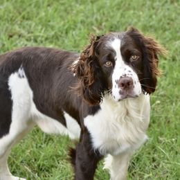 Koen - English Springer Spaniel