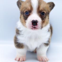 O'Malley - Sable and white male American Corgi puppy in Star City, Arkansas from T4 Farms