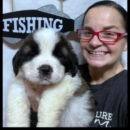 Black collar - Mahogany and white male Saint Bernard puppy in New Philadelphia, Ohio from Fletchers Saints