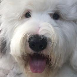 Riggs - Old English Sheepdog