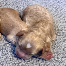 Boy 3 - male Australian Labradoodle puppy in Roseville, California from Darby Park Doodles