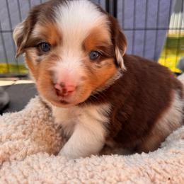 Pumpkin - Red tri male Miniature Australian Shepherd puppy in Athol, Idaho from Northern Aussies