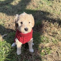 Brewster - Cream male Goldendoodle puppy in Portland, Tennessee from Happy_Tails_by_TJ