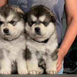 Alaskan Malamutes from Powerpaw Alaskan Malamutes