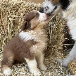 Australian Shepherd Puppies from Heritage Creek Preservation Farm