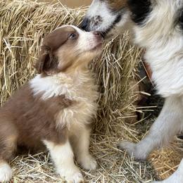 Australian Shepherd Puppies from Heritage Creek Preservation Farm