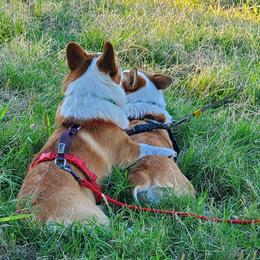 Pembroke Welsh Corgis from Crystal's Pembroke Welsh Corgis