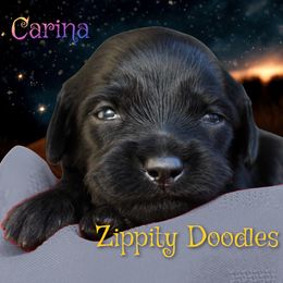 Girl 4 - female Goldendoodle puppy in Golden, Colorado from Zippity Doodles