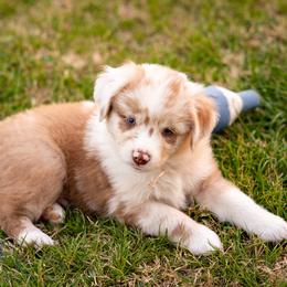 Chai - Red merle male Miniature Australian Shepherd puppy in Hearne, Texas from Wigglebutts Unlimited