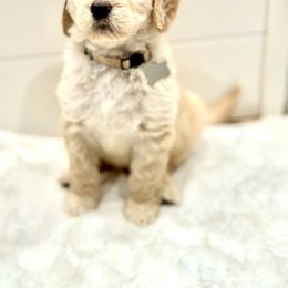 Goldendoodle Puppies from Dana Point Golden Doodles