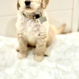 Goldendoodle Puppies from Dana Point Golden Doodles