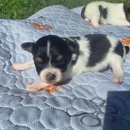 LAKEN - White black and tan female Papillon puppy in Hollister, Missouri from Swan Creek Kennel