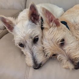 Scottish Terriers from Bellendaine Scotties