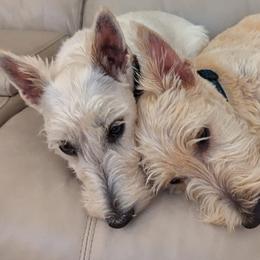 Scottish Terriers from Bellendaine Scotties