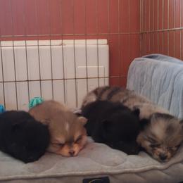 Pomsky puppies from Pinny Pomskies
