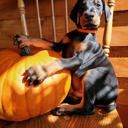 Doberman Pinscher Puppies from Makkr Ridge Dobermans