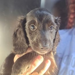 Midnight - Black female Dachshund puppy in Bigfork, Minnesota from Long Ears and Long Dogs Ranch