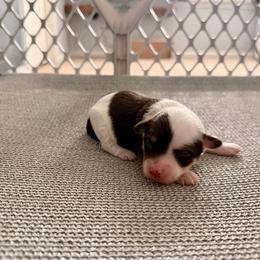 Vienna - Brown and white female Aussiedoodle puppy in Dunn, North Carolina from Sandy Creek Kennels