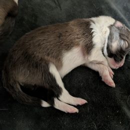 Puppy 1 - Sable and white male Shetland Sheepdog puppy in Roanoke, Virginia from Romestar performance K9