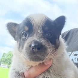 Mando - Blue male Australian Cattle Dog puppy in Devalls Bluff, Arkansas from Coolhand's Australian Cattle Dogs