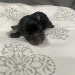 Black Phantom M5 - Black phantom male Aussiedoodle puppy in Bee Branch, Arkansas from Scroggins Creek Doodles