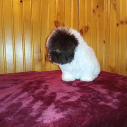 Havanese, Miniature Schnauzer, and Yorkshire Terrier Puppies from Ashley Nicole Ranch