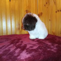 Havanese, Miniature Schnauzer, and Yorkshire Terrier Puppies from Ashley Nicole Ranch