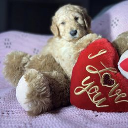 Bernedoodle and Goldendoodle Puppies from DoodleBlessings