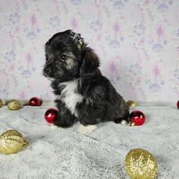 Sunflower Tiny Toy CKC - Sable female Aussiedoodle puppy in Doerun, Georgia from Twig & Tail Puppies