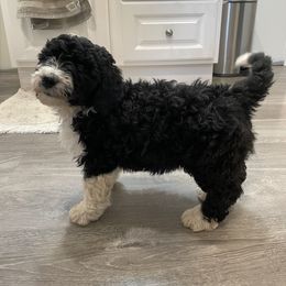 Bernedoodle Puppies from Mountain Springs Farm