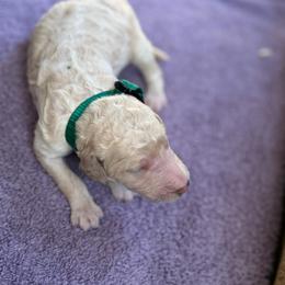 Blaze - Cream female Poodle puppy in St. Johnsbury, Vermont from Poodles of the Northern Woods