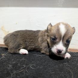 Stormy - Sable female Pembroke Welsh Corgi puppy in Brandon, Mississippi from Jenny May’s Corgis