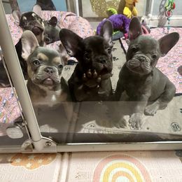 French Bulldog Puppies from Fancy Frenchies
