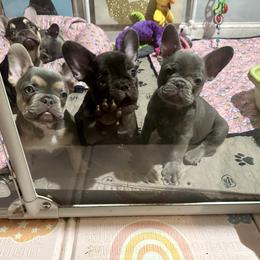 French Bulldog Puppies from Fancy Frenchies