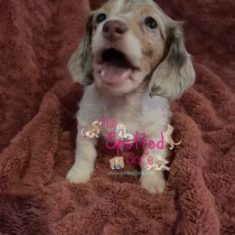 Dachshund Puppies from The Spotted Doxie