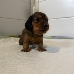 Dachshund Puppies from Mini Dachshund Collection