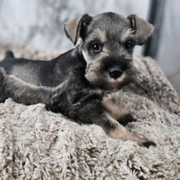 Gracie - Salt and pepper female Miniature Schnauzer puppy in Panama City, Florida from Emerald Coast Schnauzers
