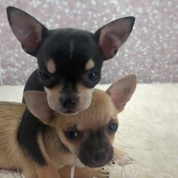 Jazmin - Black and tan female Chihuahua puppy in Topeka, Kansas from Barbie's Baby Chihuahuas