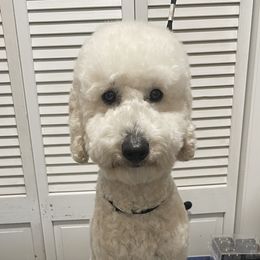 Oliver - Poodle
