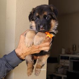 Orange collar - Black and red female German Shepherd puppy in Stockton, California from Zaragoza German Shepherds