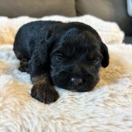 Midnight - Black and tan male Cockapoo puppy in Adrian, Oregon from ApplebyFarm