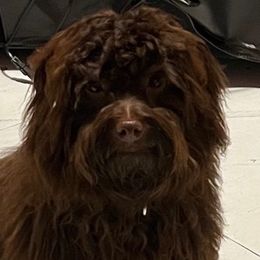 Charlie - Havanese