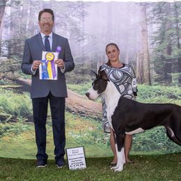 Great Dane All Grown Up from GEM Danes