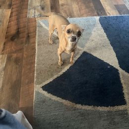 Rowdy - Chihuahua