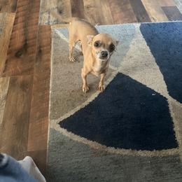 Rowdy - Chihuahua