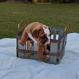 Bulldog Puppies from Flobama English Bulldogs