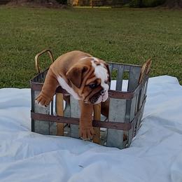 Bulldog Puppies from Flobama English Bulldogs