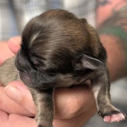 Mandy - Grizzle female Lhasa Apso puppy in Fort Worth, Texas from Cynthia's Lhasa Apsos